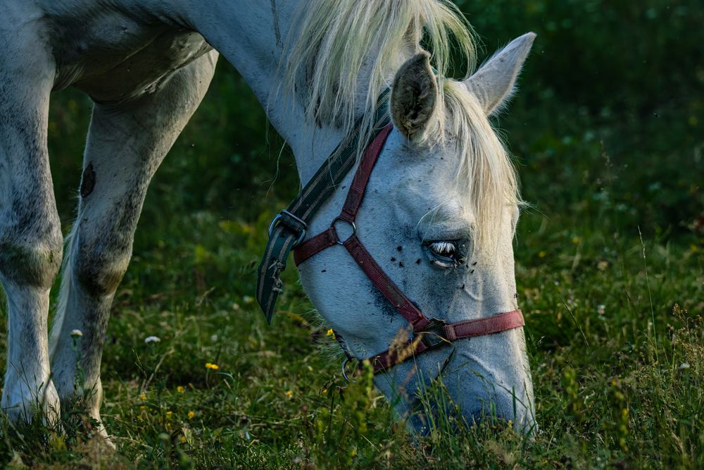 Photograph by Gregor Kobilica