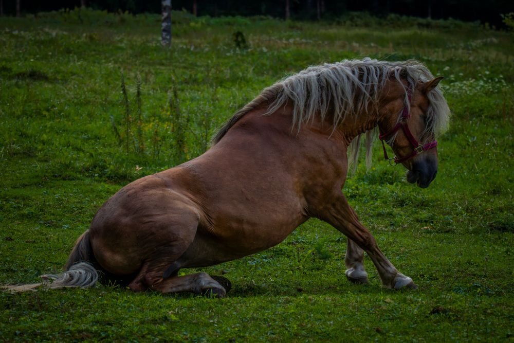 Photograph by Gregor Kobilica