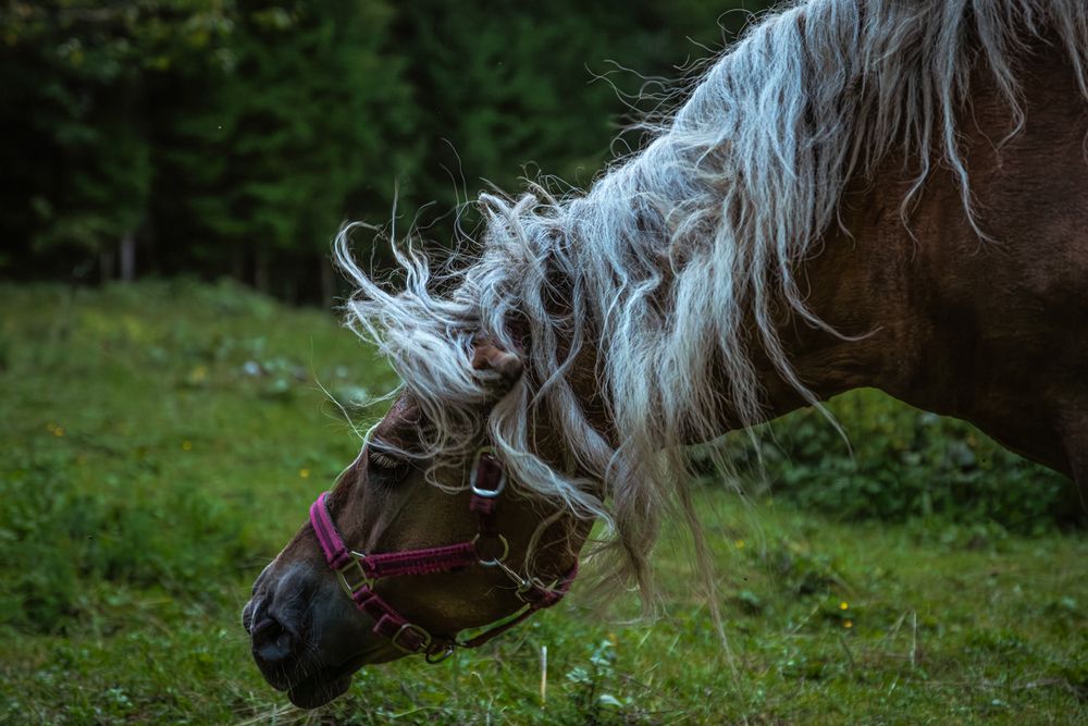 Photograph by Gregor Kobilica