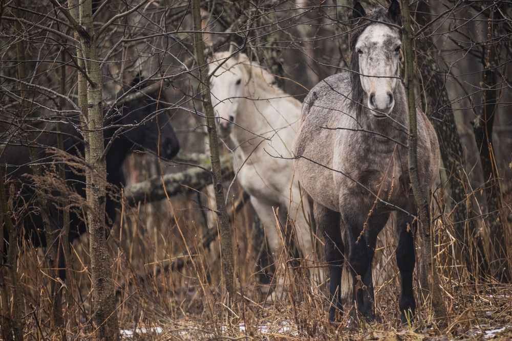 Photograph by Елена Перминова