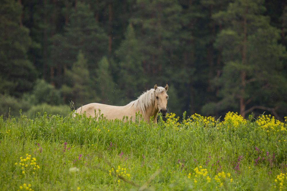 Photograph by Елена Перминова