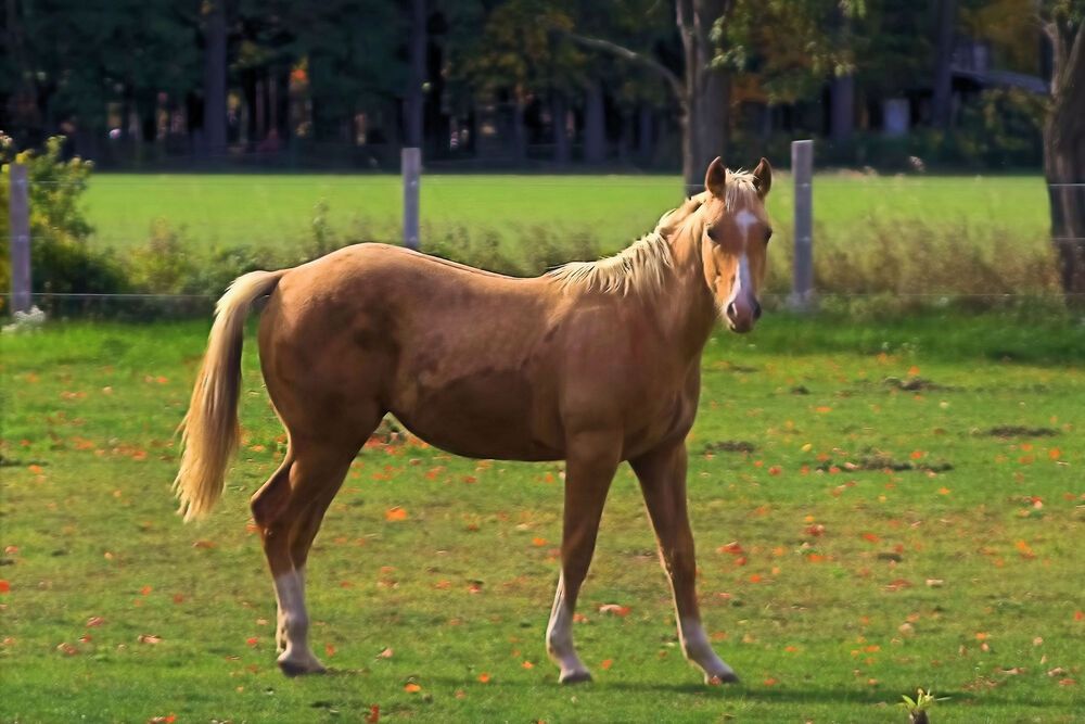 Photograph by A. G. Bisschop