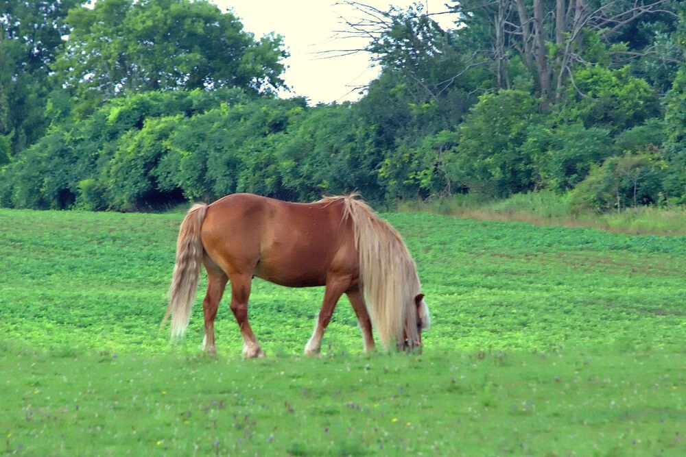 Photograph by A. G. Bisschop