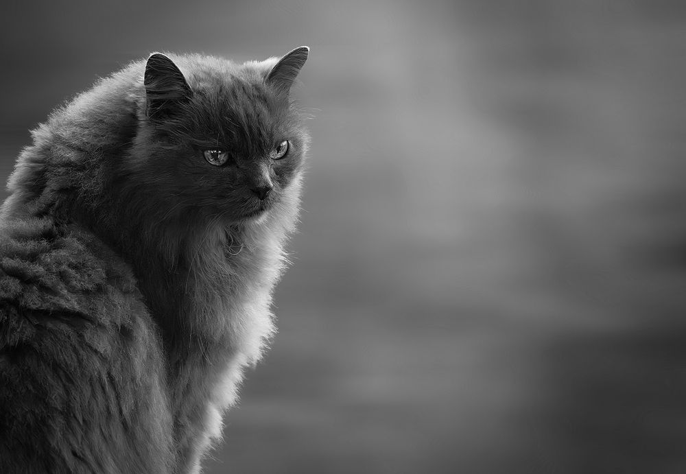 The Cat