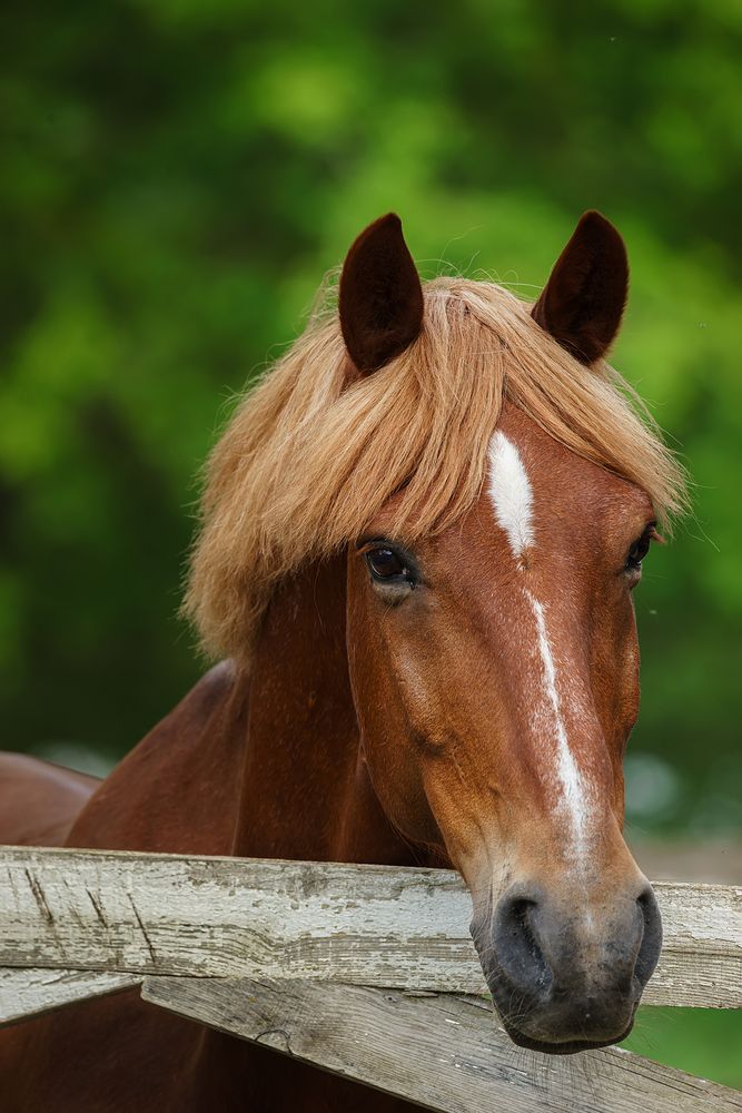 Фотография автора Корнеев Алексей