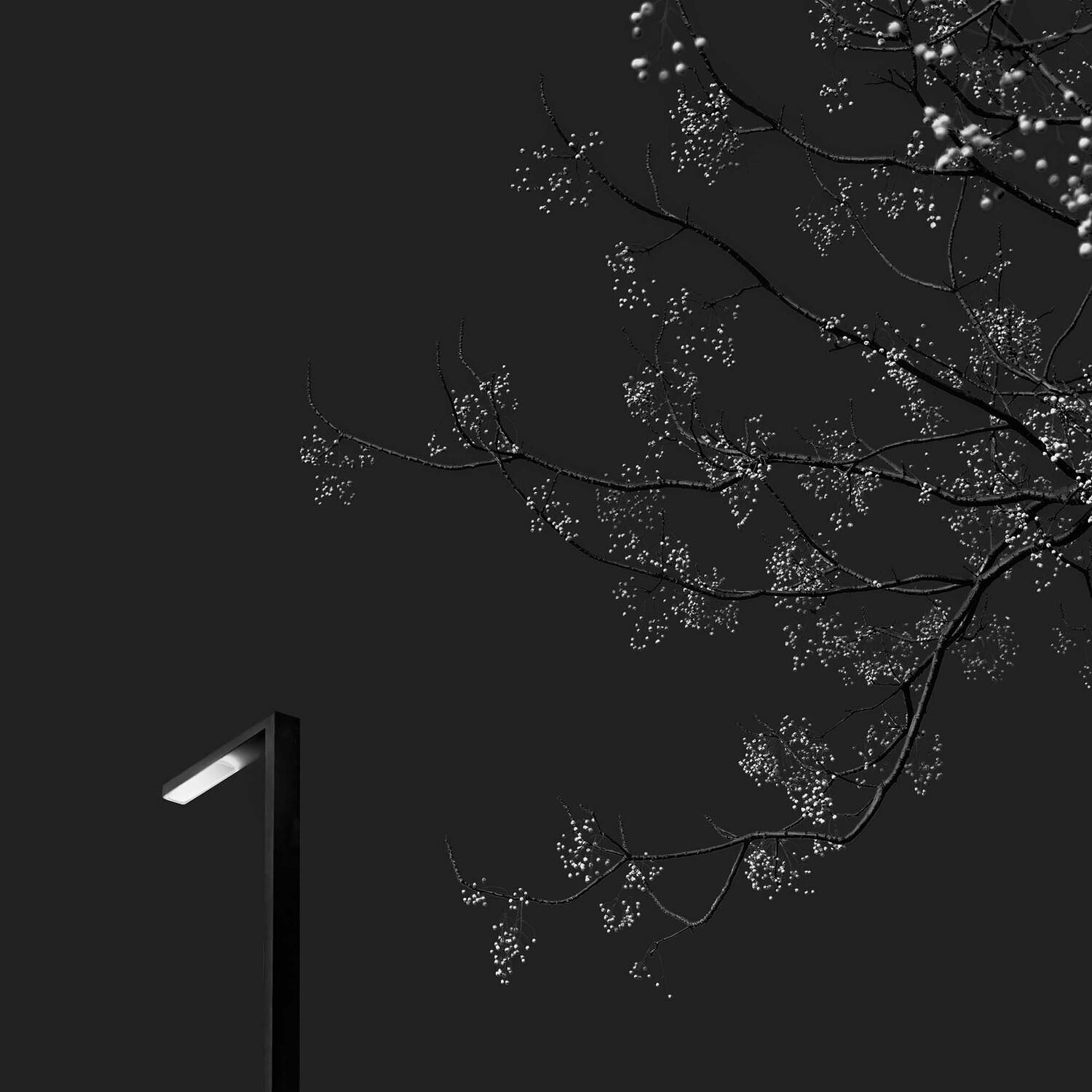 Street Lamp and It\'s Tree Friend