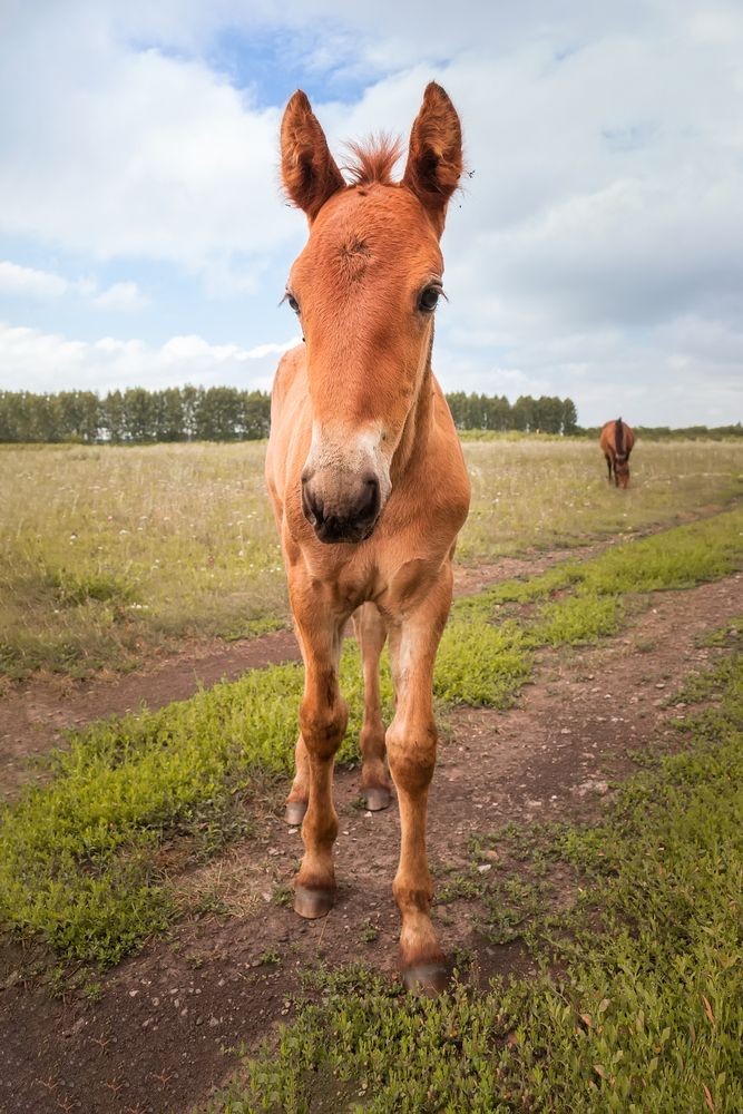 Фотография автора Корнеев Алексей