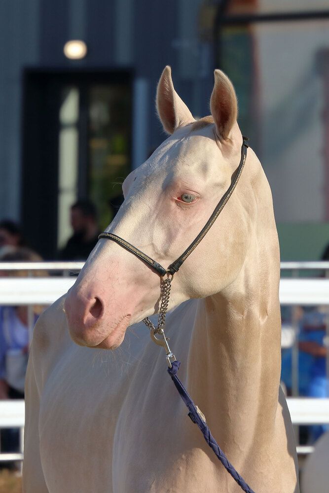Фотография автора Светлана Долотова