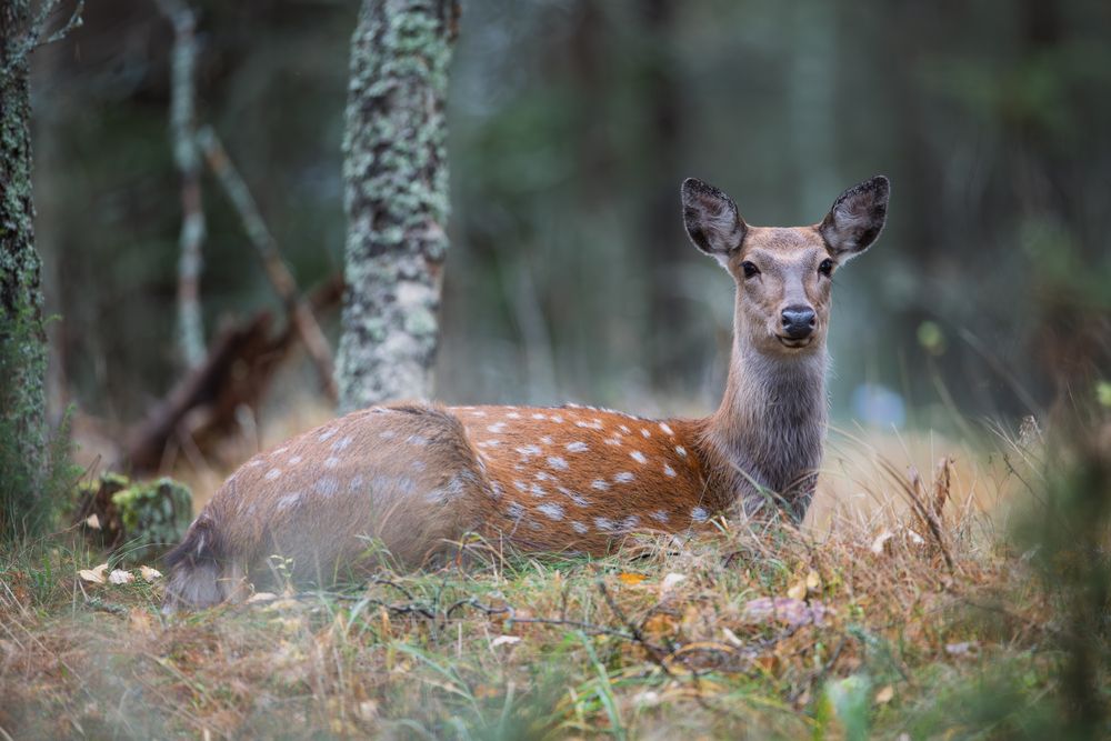 Отдых на поляне в лесу // Relaxing in a clearing in the forest