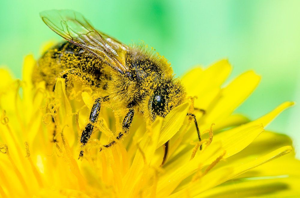 пыльная работа