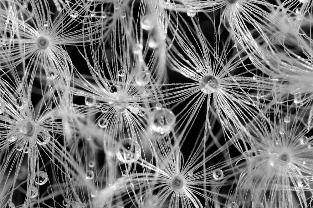 геометрия одуванчика