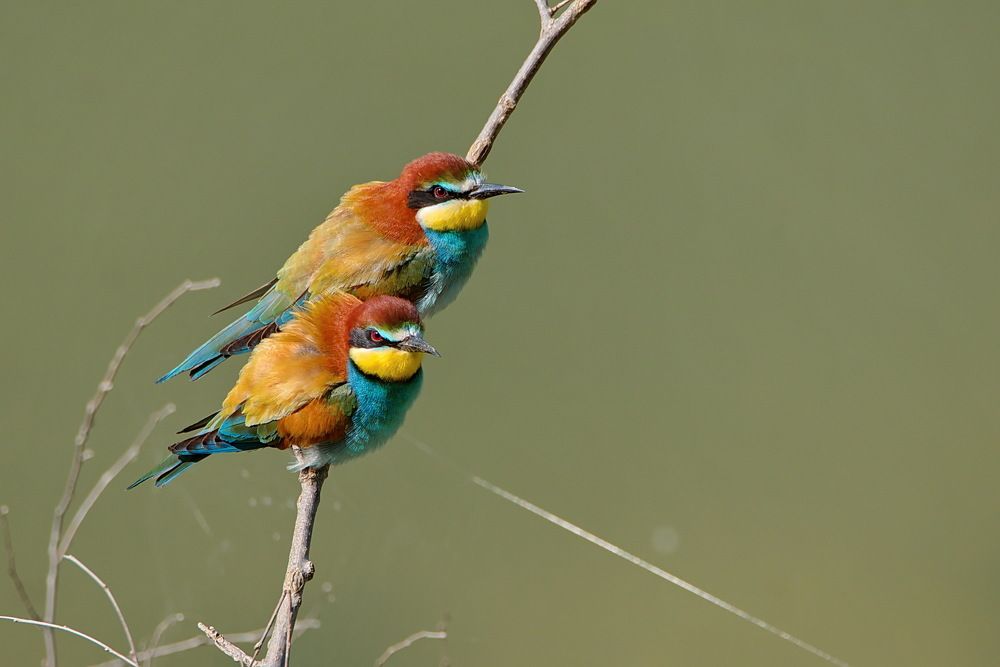 European bee-eater (Merops apiaster)