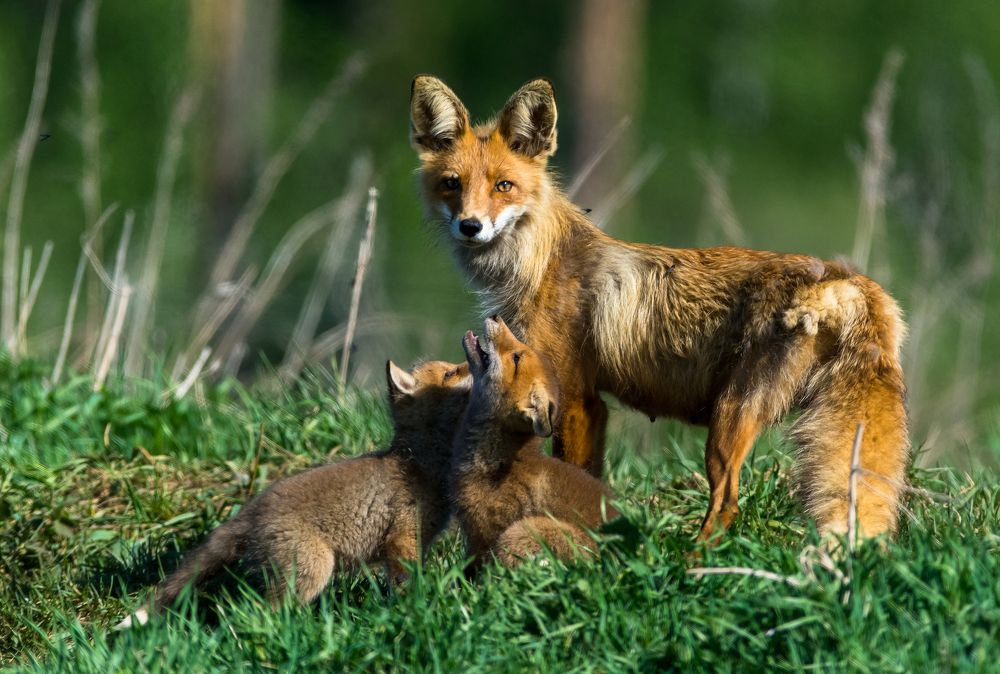 Лисье семейство.