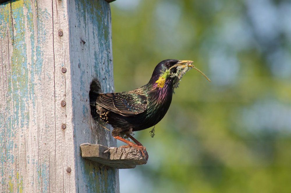 да, не роза, зато от души!