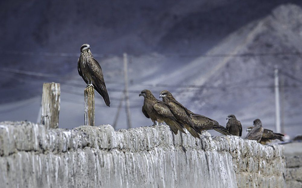 Очередь на трон