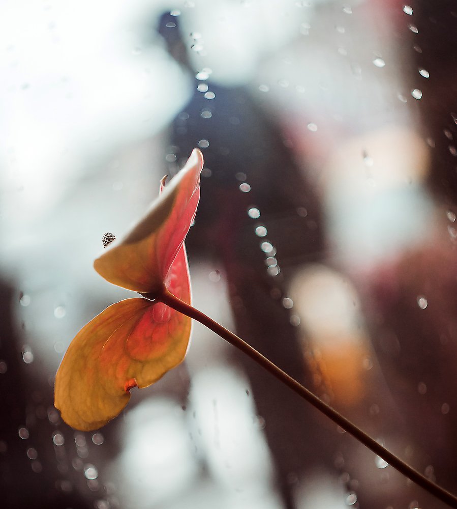 Человек дождя