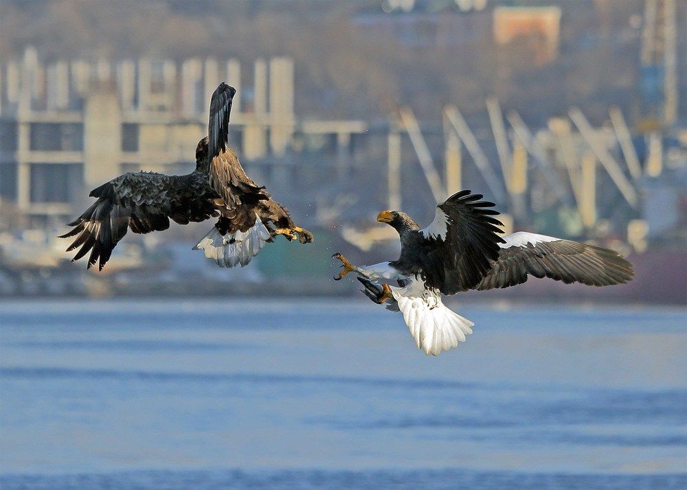 Воздушный бой