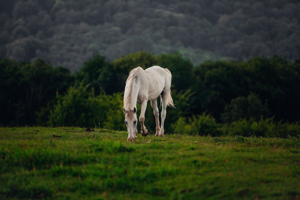 Фотография автора Вазген Бояджян