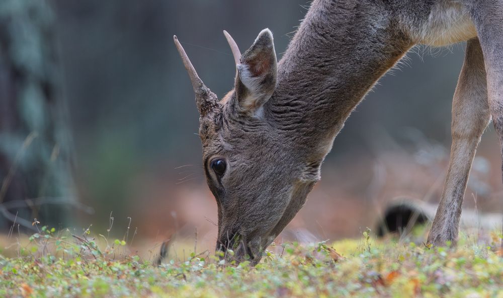 Молодой пятнистый олень кормится в лесу // A young spotted deer feeds in the forest
