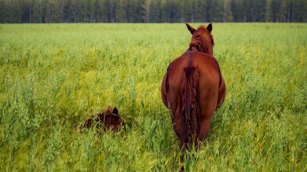 Фотография автора Роман Чернышов