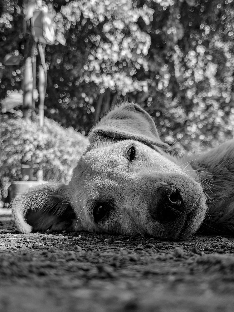 Street dog puppy