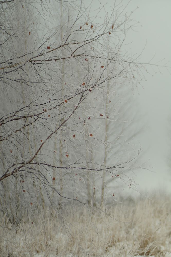 Февральский туман и иней.