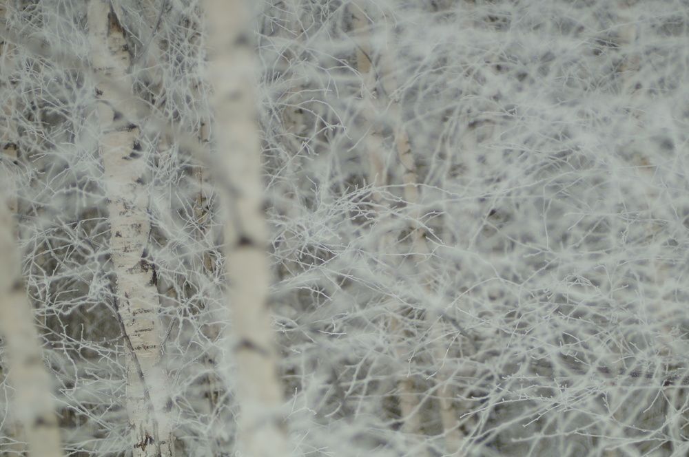 Февральский туман и иней.