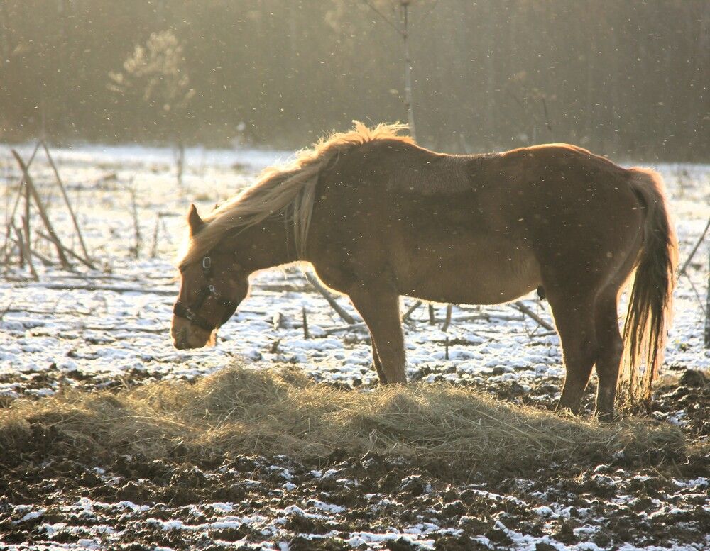 Photograph by Nikita Zorin