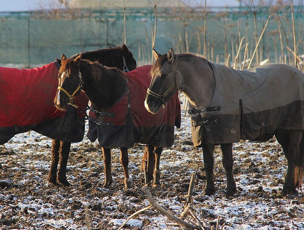 Photograph by Nikita Zorin