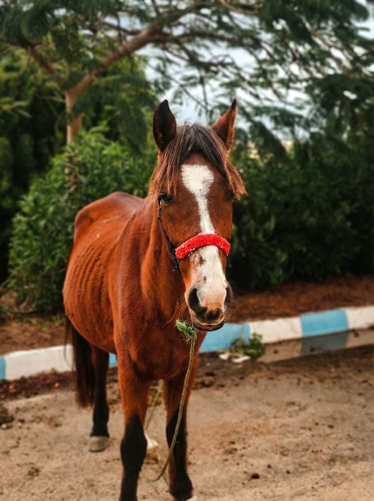 Photograph by Rami Adel