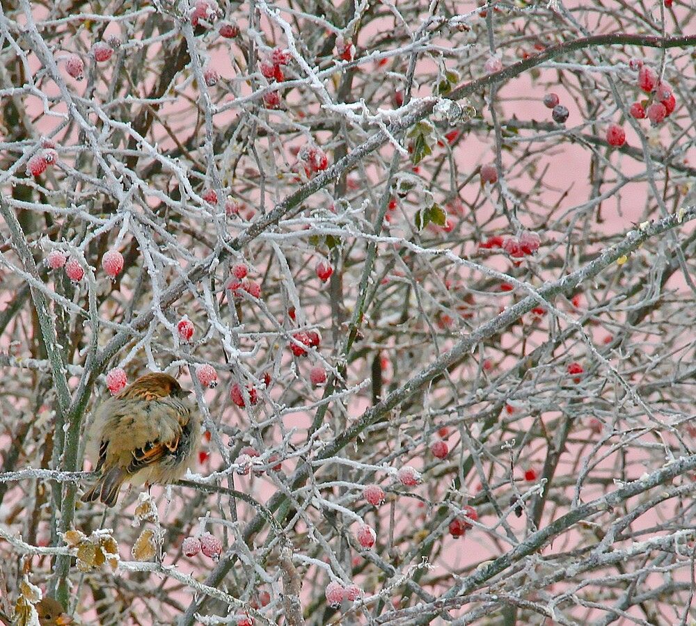 Photograph by Татьяна Пашинцева