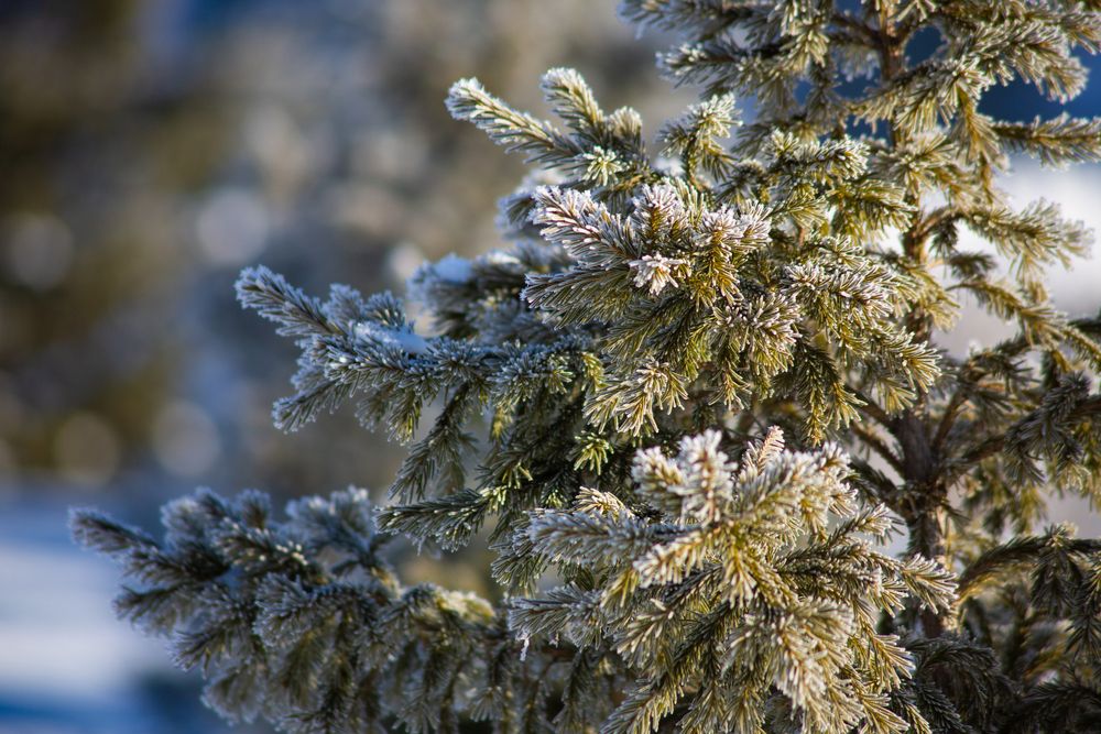 Photograph by Александр Коковихин