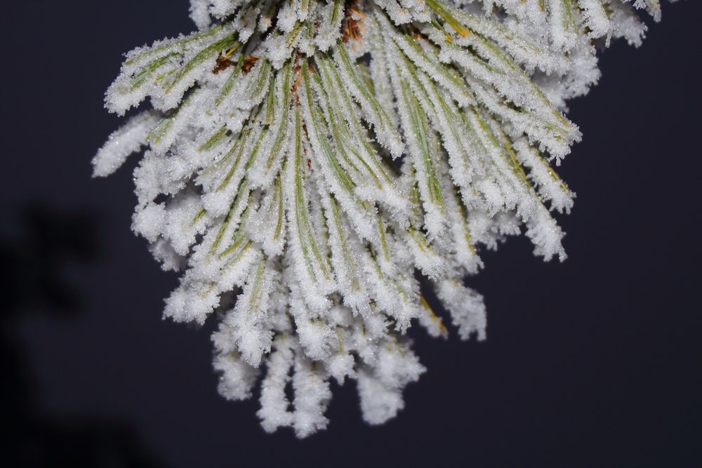 Photograph by Ирина Шибитова