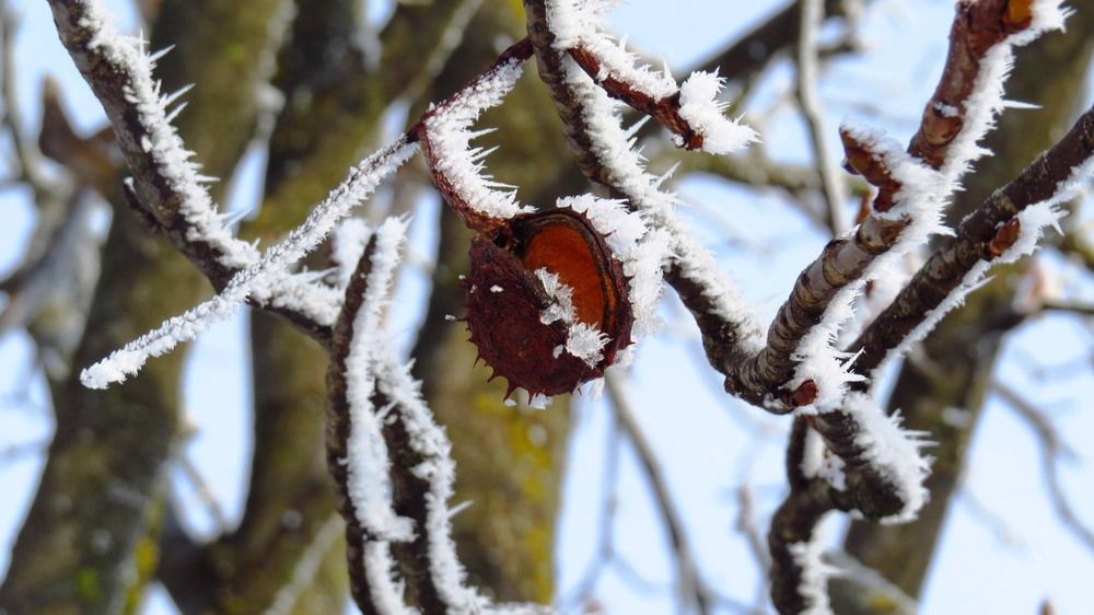 Иней на коробочке каштана