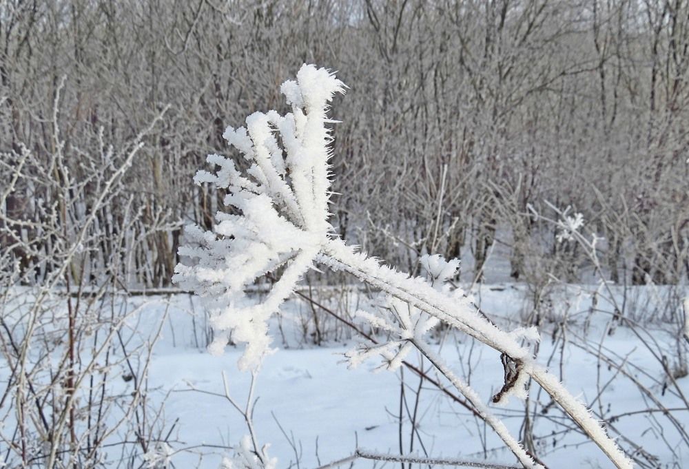 Иней заневестил  каждую былинку.