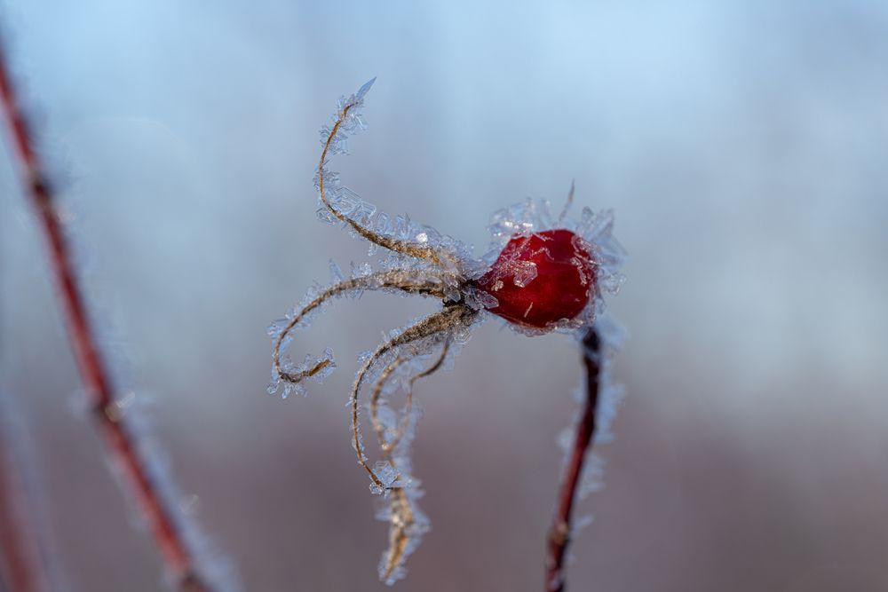 Photograph by Алексей Поликарпов