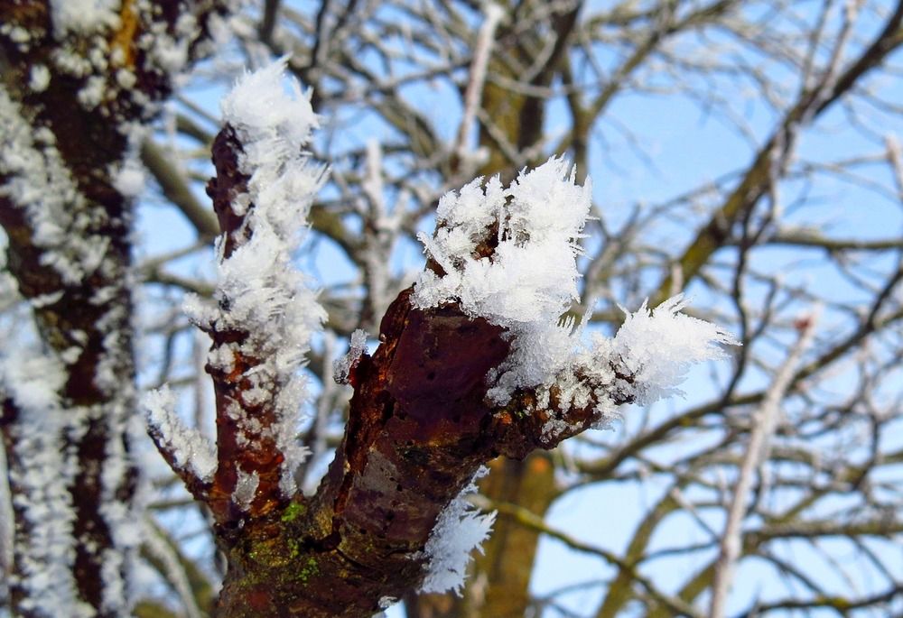 Иней на ветке