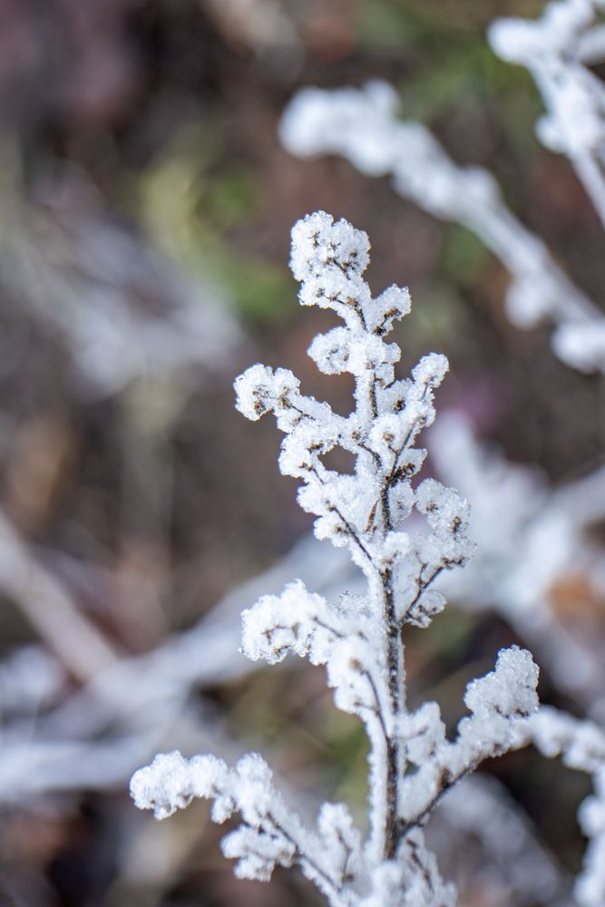 Ледяная нежность