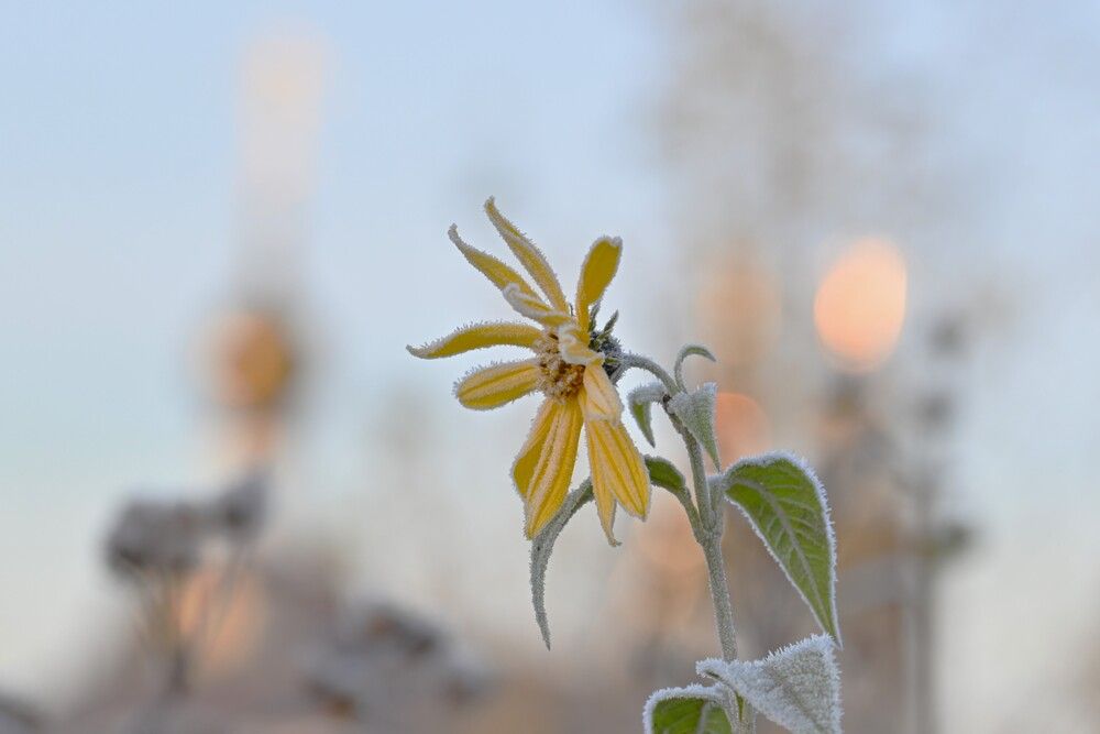 Фотография автора IRINA FILIPPOVA