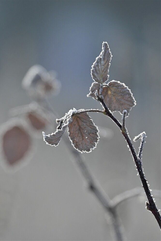Фотография автора IRINA FILIPPOVA