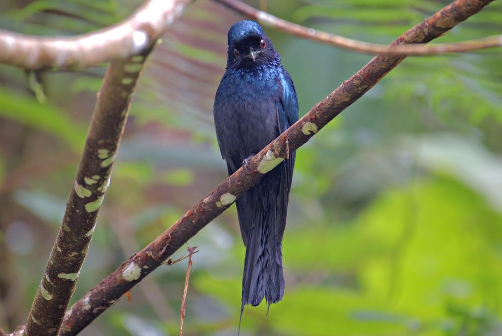 Drongo