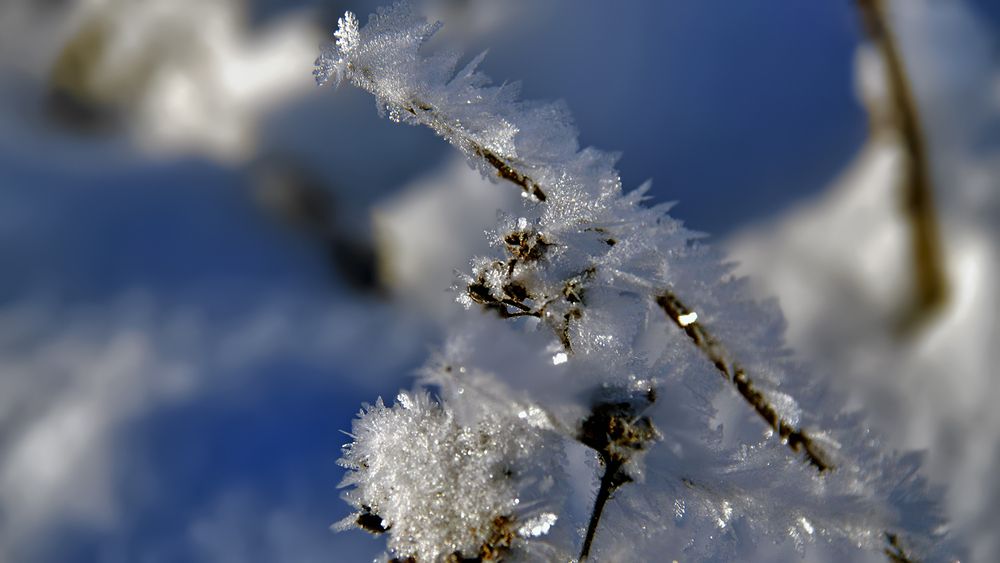 Хрустящие веточки