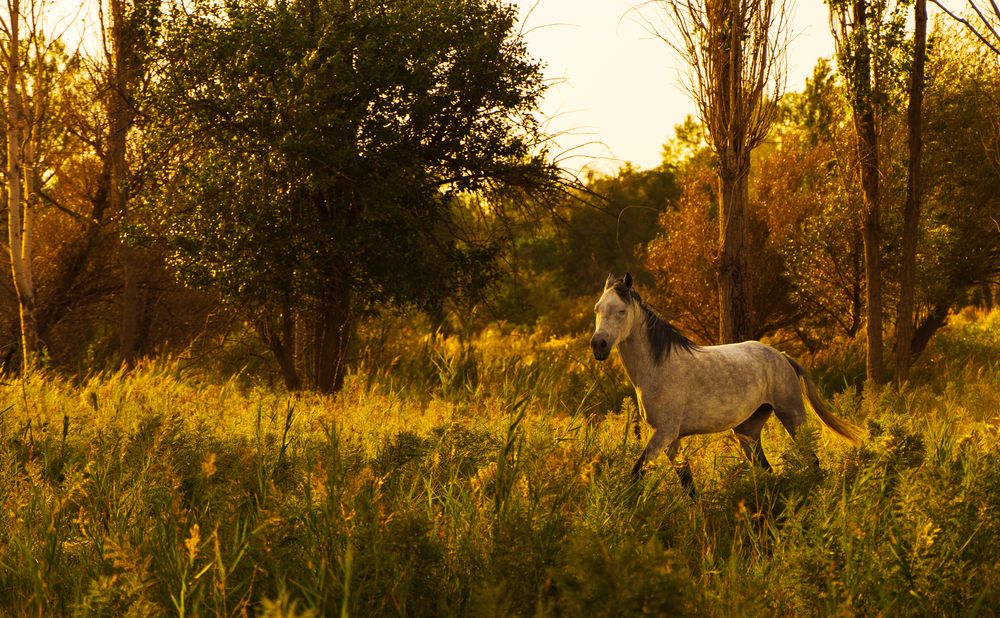 Photograph by Mohammad Mehdi Askari