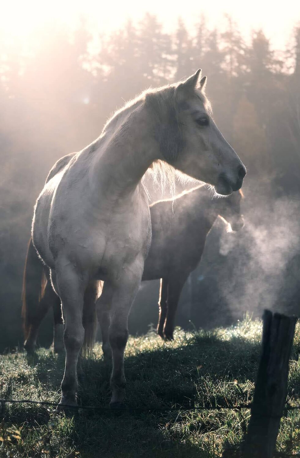 Horses