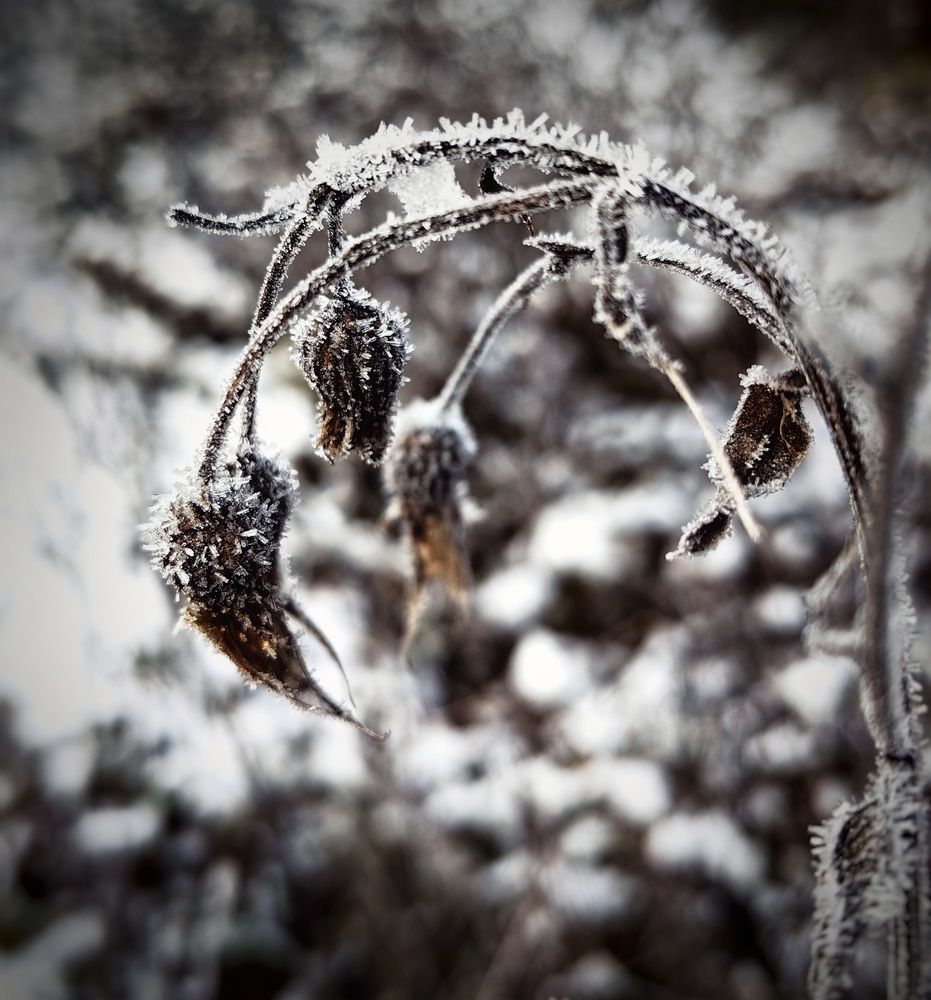 Photograph by Ярославна