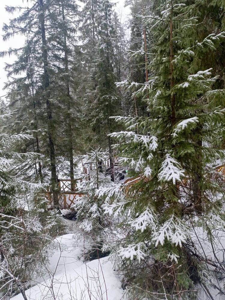 Photo #13001191