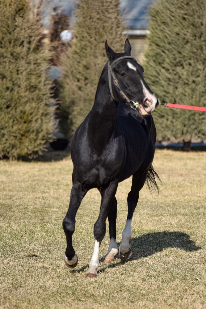 Фотография автора Abdulrahman Sawalha