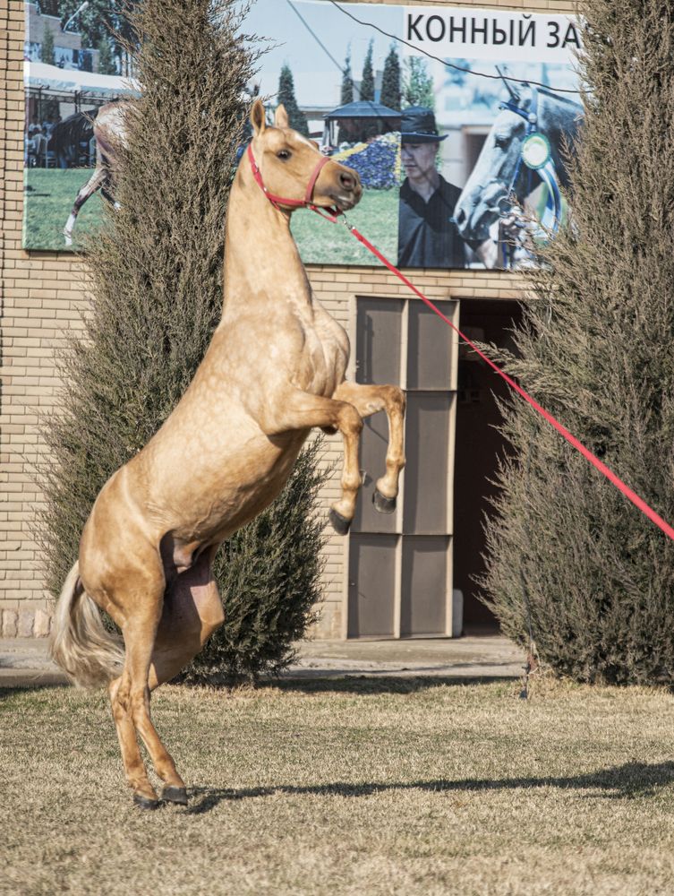 Фотография автора Abdulrahman Sawalha