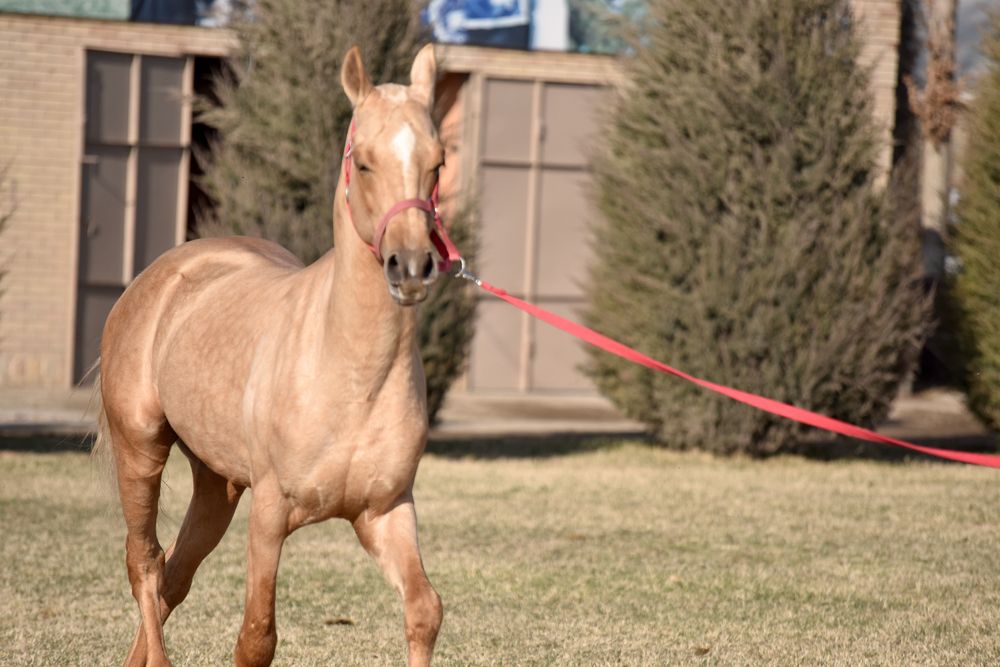 Фотография автора Abdulrahman Sawalha
