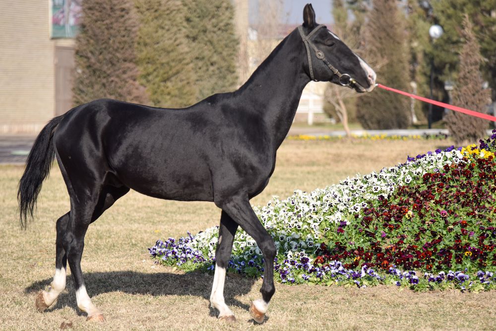 Фотография автора Abdulrahman Sawalha